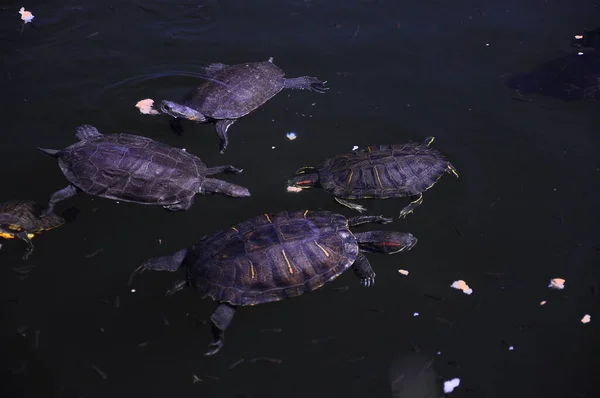 Kleine wilde schildpadden zwemmen in het meer en eten brood — Stockfoto