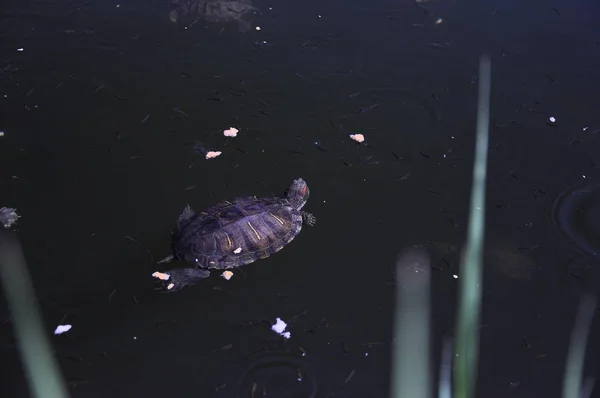 小さな野生のカメが湖で泳いでパンを食べる — ストック写真