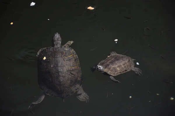 Kleine wilde schildpadden zwemmen in het meer en eten brood — Stockfoto