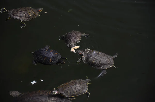 Pequeñas tortugas salvajes nadan en el lago y comen pan — Foto de Stock