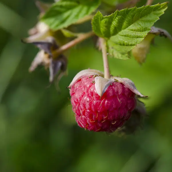 Red raspberry berry grows on a bush with green leaves — Stock Photo, Image