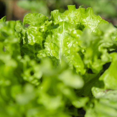 Taze yeşil salata çalısı güneşin altında açık hava yatağında yetişir.