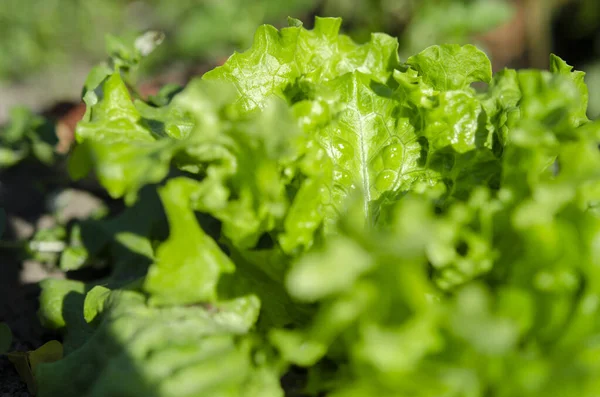 Taze yeşil salata çalısı güneşin altında açık hava yatağında yetişir.