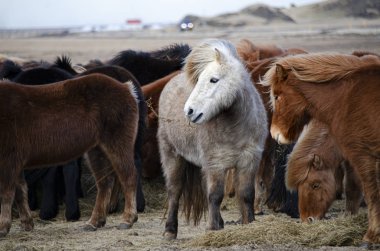 Komik peluş İzlanda at çiftliği de çim yeme İzlanda'daki dağlarda