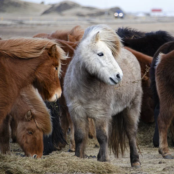 Engraçado pelúcia islandesa cavalos na fazenda nas montanhas da Islândia comer grama — Fotografia de Stock