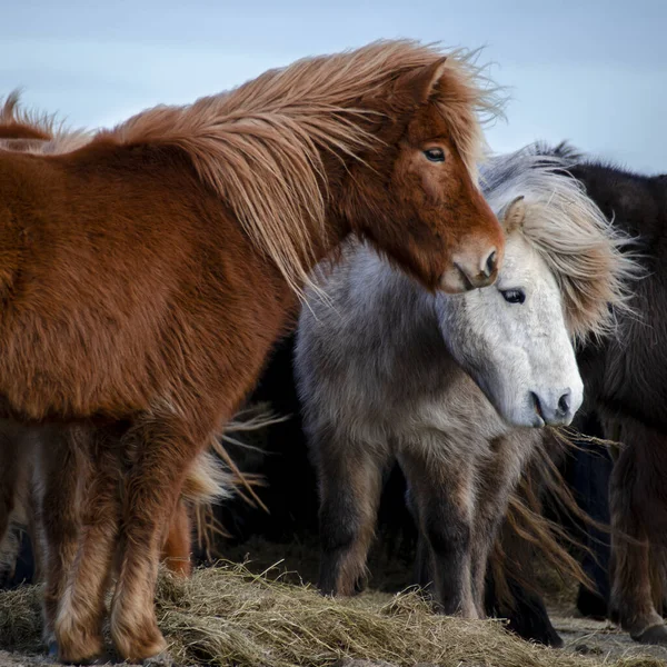 Engraçado pelúcia islandesa cavalos na fazenda nas montanhas da Islândia comer grama — Fotografia de Stock
