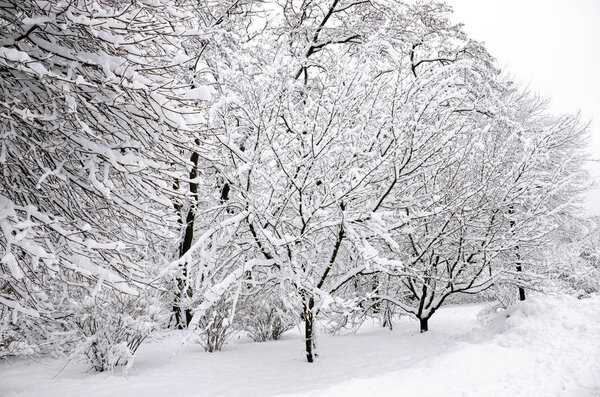 Winter trees are covered with white, pure, fluffy snow