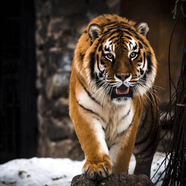 Kaplan, büyük kediler, vahşi. Eylem yaban hayatı sahne, tehlikeli hayvan