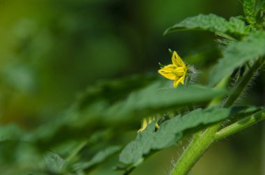 Yaz bahçesindeki yeşil çalıların üzerinde sarı domates çiçeği
