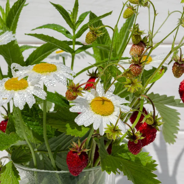 Junio o julio escena jardín con fresco recogido fresa silvestre orgánica y flores de manzanilla — Foto de Stock