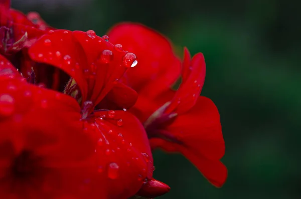 葉に露滴付きの赤い庭の花 — ストック写真