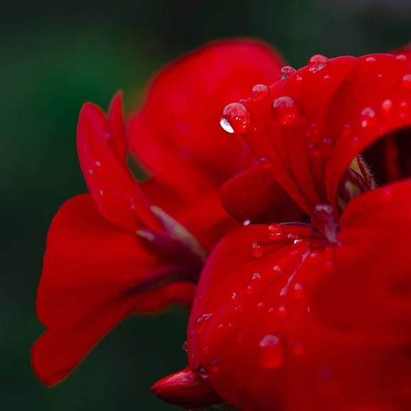 Fleur de jardin rouge avec gouttes de rosée sur les feuilles — Photo