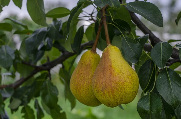 夏の庭の枝に大きなジューシーな梨が育つ — ストック写真