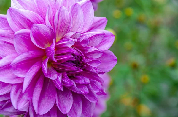 Leuchtend violette Gartenblume mit üppigen Blütenblättern — Stockfoto