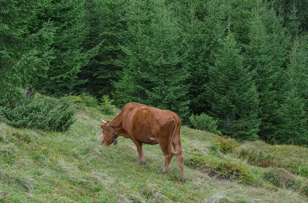 Młode krowy pasą się na zielonej trawie w lesie — Zdjęcie stockowe
