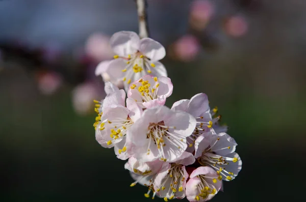 Flores de albaricoque rosa en una delgada rama en el jardín de primavera — Foto de Stock