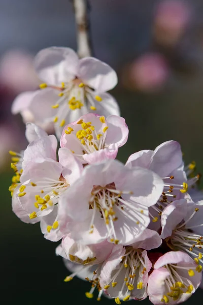 Fiori di albicocca rosa su un ramo sottile nel giardino primaverile — Foto Stock