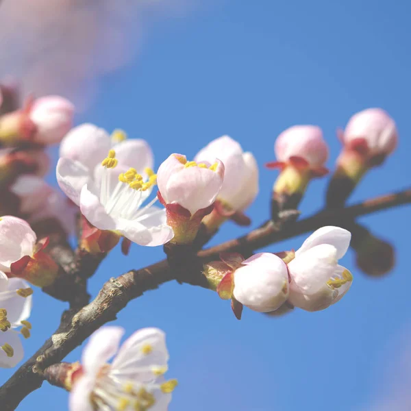 Flores de albaricoque rosa en una delgada rama en el jardín de primavera — Foto de Stock