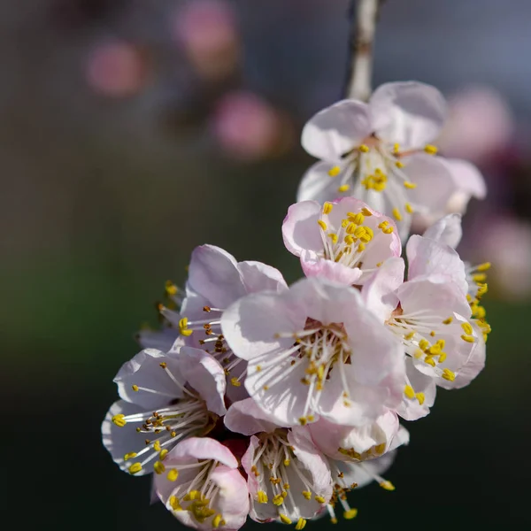 Giardino primaverile fiorito. Un ramo di albicocca con fiori — Foto Stock