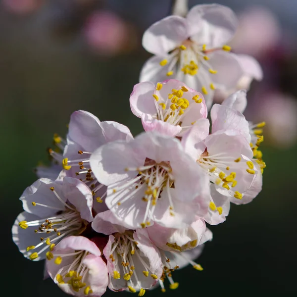 Giardino primaverile fiorito. Un ramo di albicocca con fiori — Foto Stock