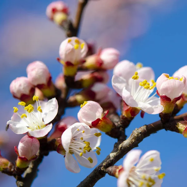Floreciente jardín de primavera. Una rama de albaricoque con flores — Foto de Stock