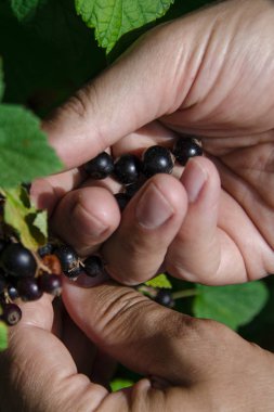Bahçe. Adamın eli yeşil bir çalıdan frenk üzümü meyveleri toplar. Close