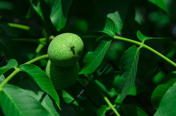 葉の間に緑の木に丸い緑のクルミが成長します 食べ物 — ストック写真