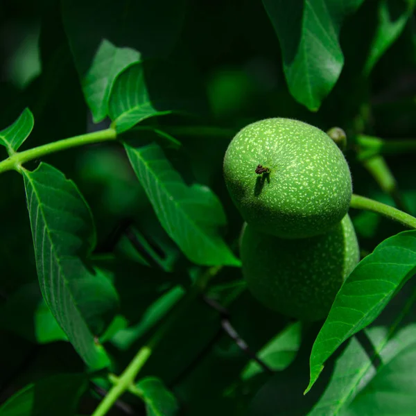 葉の間に緑の木に丸い緑のクルミが成長します 食べ物 — ストック写真