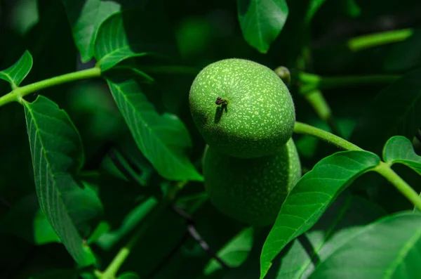 Round green walnut grows on green tree among leaves. Food