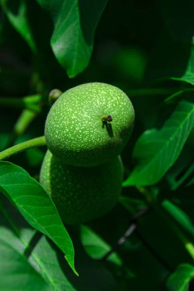 Round green walnut grows on green tree among leaves. Food
