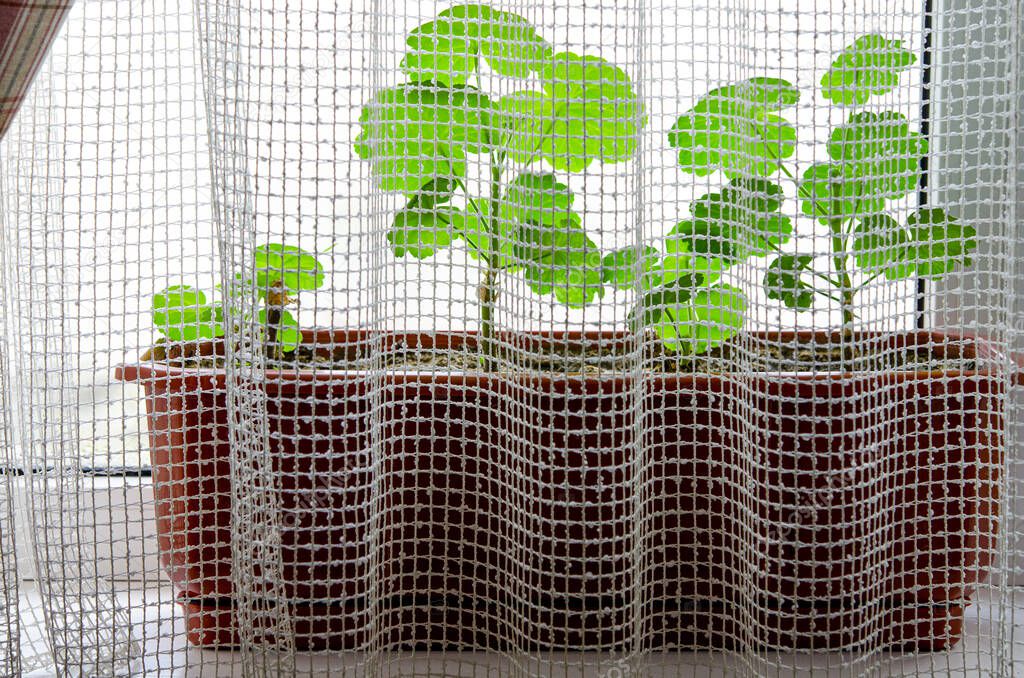 Young geranium sprouts grow in a van on a window sill against the backdrop of a winter garden