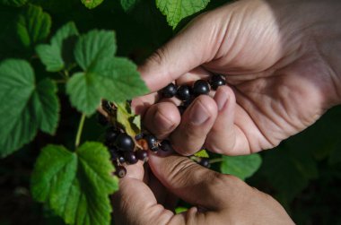 Yaz bahçesindeki yeşil bir çalıdan kuşüzümü hasat et. Bahçıvanlık