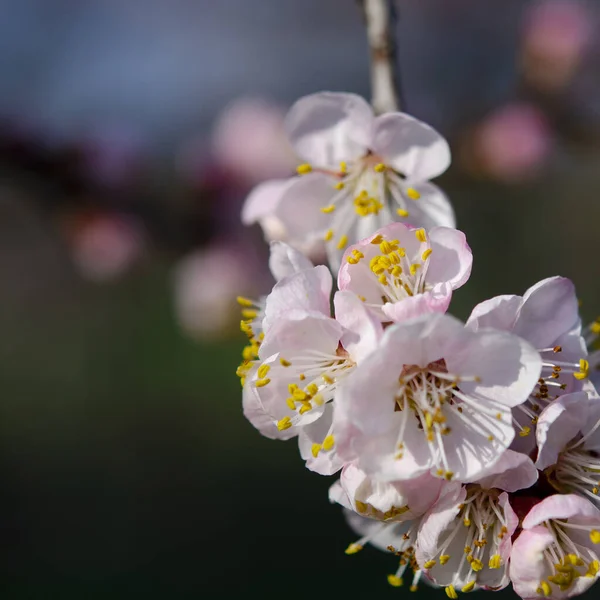 Giardino primaverile fiorito. Un ramo di albicocca con fiori — Foto Stock