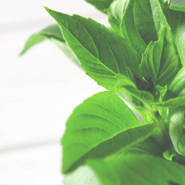 Fresh green basil in a white marble mortar on the table. Close-up