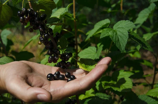 Bahçe. Adamın eli yeşil bir çalıdan frenk üzümü meyveleri toplar. Close
