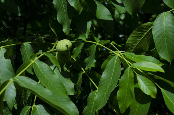 Green Walnut Grows Green Tree Leaves Food — Stock Photo, Image