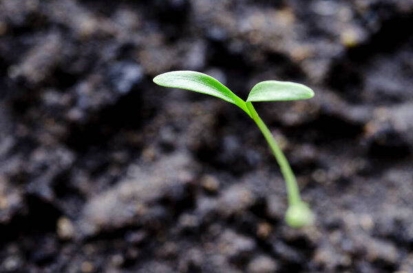 A young green cilantro sprout grows in black earth