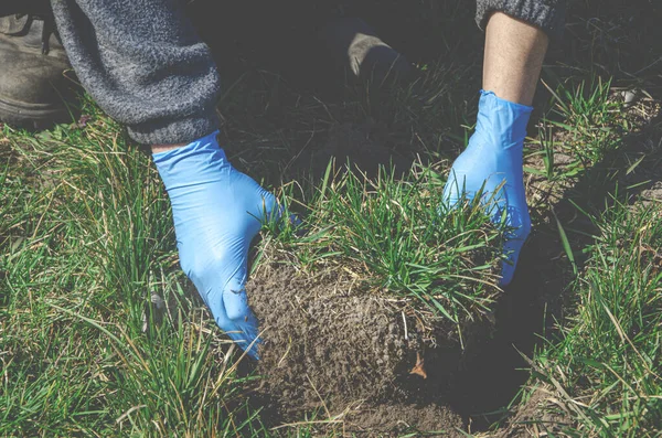 Zahradní Práce Muž Modrých Gumových Rukavicích Připravuje Půdu Pro Výsadbu — Stock fotografie