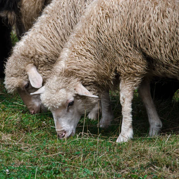 Stado Owiec Pastwiska Zielonej Trawie Wysoko Górach — Zdjęcie stockowe