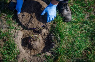 Bahçe işleri: Mavi lastik eldivenli bir adam bitkileri dikmek için toprağı hazırlıyor. Ot ayıklama