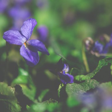 Bahar mor bahçe menekşeleri bahçede çiçek açar. Yakın plan.