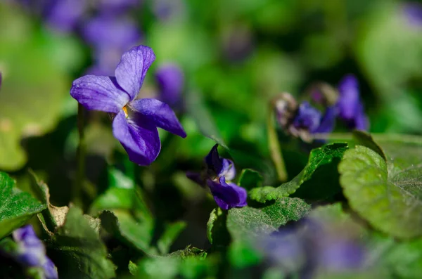 Printemps Violet Violettes Jardin Fleurissent Dans Jardin Gros Plan — Photo