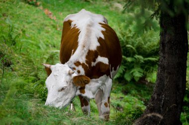 Genç beyaz bir bir dağ ormanında yeşil çimenler üzerinde otlatıyor