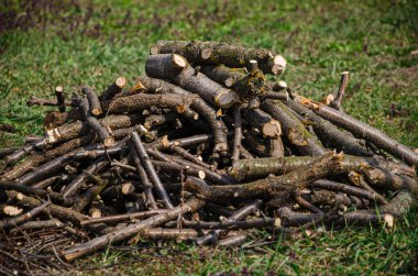 Bahçıvanlık. Meyve ağaçlarının mevsimsel budanması. Kesilen dallar yeşil çimlerin üzerinde uzanır
