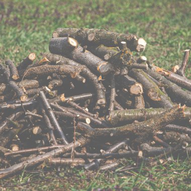 Bahçıvanlık. Meyve ağaçlarının mevsimsel budanması. Kesilen dallar yeşil çimlerin üzerinde uzanır