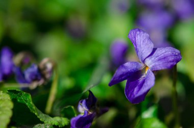 Bahar mor bahçe menekşeleri bahçede çiçek açar. Yakın plan.