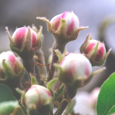 Bahçede beyaz-pembe armut tomurcukları. Makro
