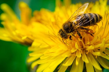Arı, sarı karahindiba çiçeğinin üzerinde nektar ve polen toplar. Makro