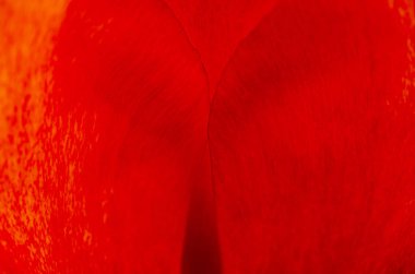 Bulanık. Kırmızı çiçekli arka plan. Kırmızı lale yaprakları Makro