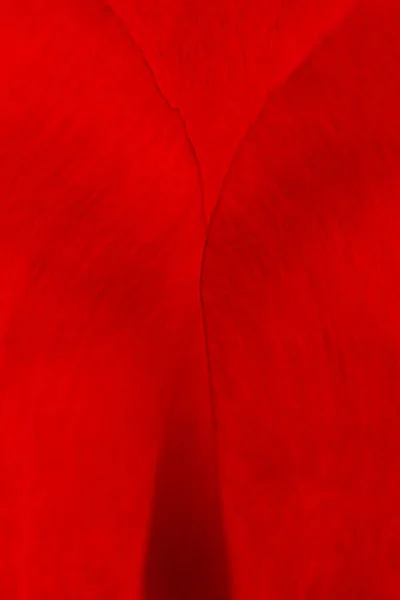 Blurred Red Floral Background Red Tulip Petals Macro — Stock Photo, Image